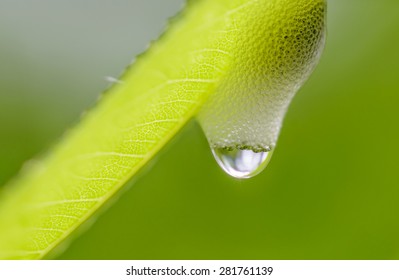 Cuckoo Spit, Foam From Plant Sap Caused By A Froghopper Or Spittle Bug. Water Drop.