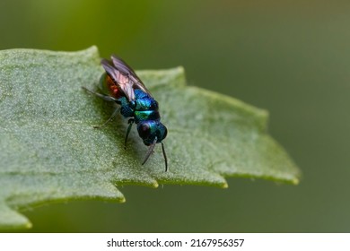 Cuckoo Wasp Or Emerald Wasp (Pseudomalus Auratus)