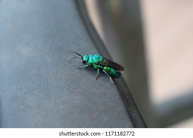 Cuckoo Wasps Or Emerald Wasp