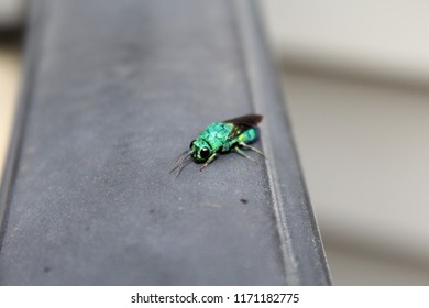 Cuckoo Wasps Or Emerald Wasp