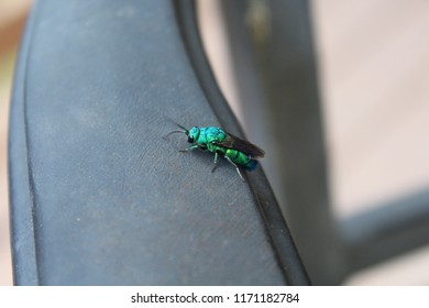 Cuckoo Wasps Or Emerald Wasp