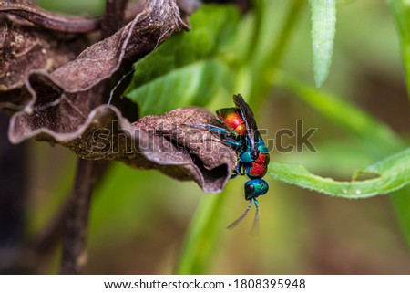 Cuckoo wasps (Hedychrum nobile) posing on a dried leaf