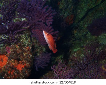 Cuckoo Wrasse