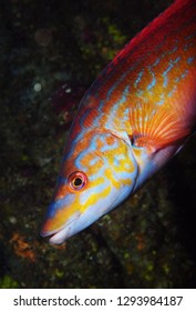 Cuckoo Wrasse Fish