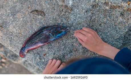 Cuckoo Wrasse, Labrus Mixtus, On Land Having Been Fished By Hook.