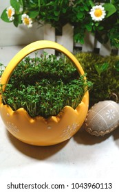 Cuckooflower , Fresh cress for Easter 