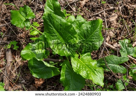 Cuckoopint or Arum maculatum arrow shaped leaf, woodland poisonous plant in family Araceae. arrow shaped leaves. Other names are nakeshead, adder's root, arum, wild arum, arum lily, lords-and-ladies