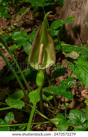Cuckoopint or Arum maculatum arrow shaped leaf, woodland poisonous plant in family Araceae. arrow shaped leaves. Other names are nakeshead, adder's root, arum, wild arum, arum lily, lords-and-ladies.