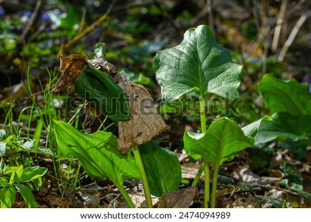 Cuckoopint or Arum maculatum arrow shaped leaf, woodland poisonous plant in family Araceae. arrow shaped leaves. Other names are nakeshead, adder's root, arum, wild arum, arum lily, lords-and-ladies.