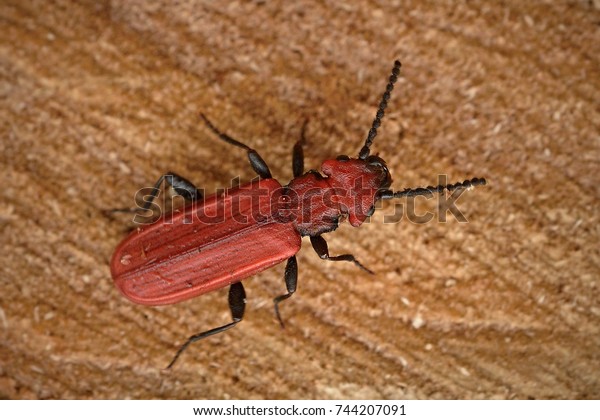 Cucujus Cinnaberinus Species Beetles Family Cucujidae Stock Photo (Edit ...