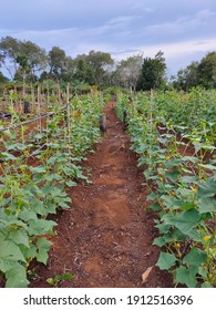 Cucumber Farm. This Farm Owned By A Humble Family. They Build And Manage This Farm In Traditional Way.