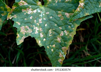 Cucumber in the field, The Cucumbers mosaic virus made spotted leaves. - Shutterstock ID 1911303574