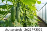 Cucumber field in greenhouse, Cucumber plant in Natural view