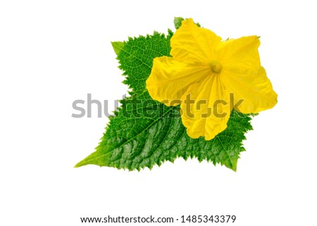 Cucumber  flower with leaf isolated on white background.