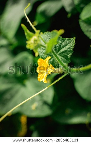 Cucumber flower with a tiny developing fruit on a garden plant