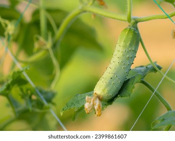 Cucumber fruit or melon fruit is growing.