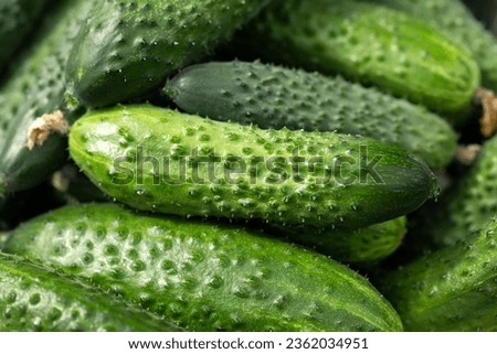 Similar – It’s pickling cucumber time again / washed pickled cucumbers