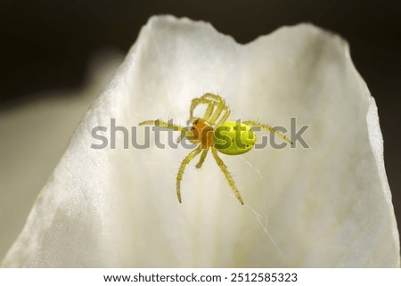Cucumber Green Spider (Araniella cucurbitina) female builds a web in a white flower petal - Baden-Württemberg, Germany             