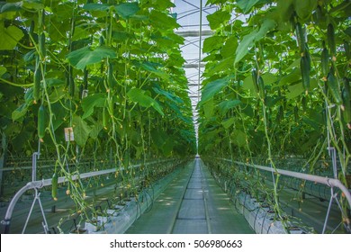 2,231 Hydroponic cucumbers Images, Stock Photos & Vectors | Shutterstock