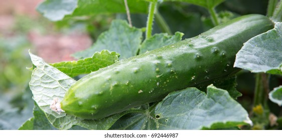 Cucumber Growing In Garden.