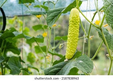 Cucumber Hanging On Vine Garden Garden Stock Photo