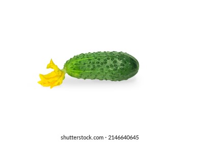 Cucumber isolated on white background. Macro photo fresh green cucumbers. Stock photo vegetable cucumbers . fresh cucumber with flower