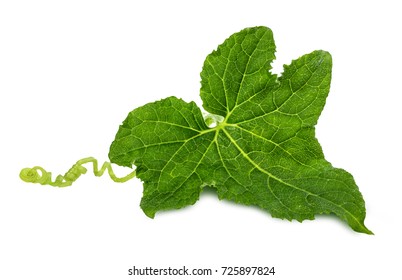 Cucumber Leaf Isolated On White Background