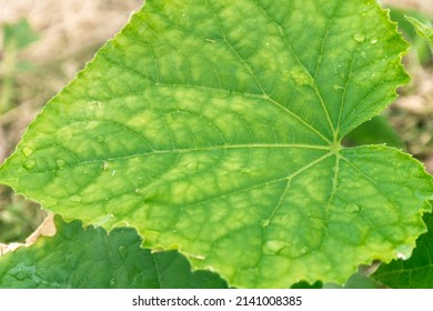 Cucumber Leaf With Yellowish Spots Arising From Lack Of Nutrition Or Unbalanced Nutrition, Selective Focus