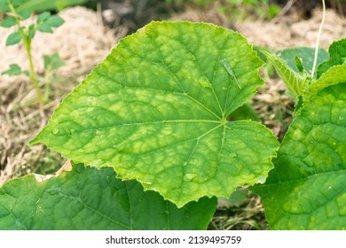 cucumber leaves begin to turn yellow from a lack of minerals during the fruiting period, selective focus