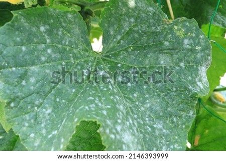 Cucumber leaves with powdery mildew.
