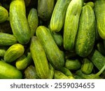 Cucumber is a nutritious fruit with a high water content. Group cucumber background (Cucumis sativus). Cucumber News in Bengali, Videos and Photos about Cucumber.