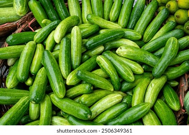 Cucumber is a nutritious fruit with a high water content. Group cucumber background (Cucumis sativus). Cucumber News in Bengali, Videos and Photos about Cucumber. 