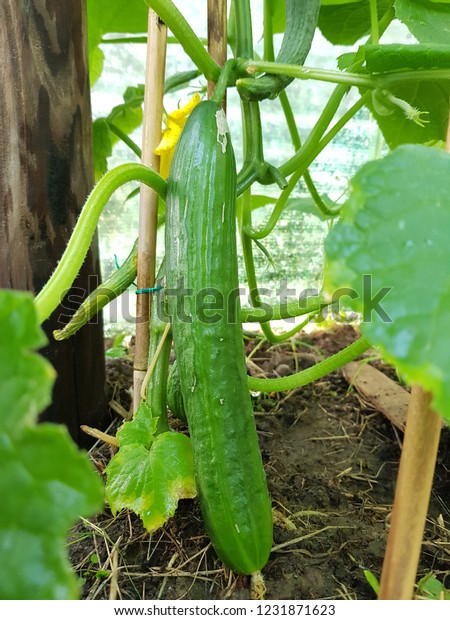 Cucumber Plant Garden Organic Vegetable Cucumber Stock Photo Edit Now 1231871623