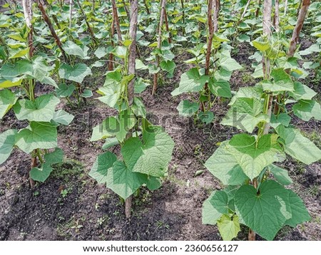 Cucumber plant growing in the garden. Cucumber plantation. Cucumber plantation supported by wooden stakes. Vegetable plants. Agricultural concept.