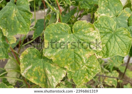 Cucumber plant infected by downy mildew or Pseudoperonospora cubensis in the garden. Cucurbits vegetables disease. Leaves with mosaic yellow spots.