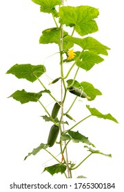 Cucumber Plant. Cucumber With Leafs And Flowers Isolated On White Background. Growing Cucumber Plant  In The Garden.