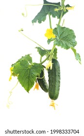 Cucumber Plant. Cucumber With Leafs And Flowers Isolated On White Background.