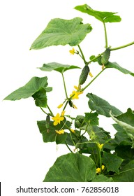 Cucumber Plant. Cucumber With Leafs And Flowers Isolated On White Background.
Cucumbers In The Garden
