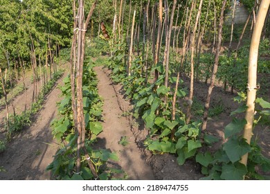 Cucumber Plantation In The Garden - Grow In Full Sun.