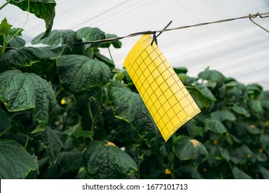 Cucumber Plants Growing In Traditional Greenhouse In Almeria. Integrated Pest Management Technique At Crops Field. Yellow Plaque Pheromone Glue Traps