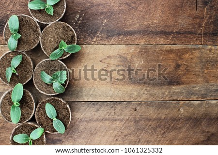 Cucumber plants in seedling peat pots over a rustic wooden table. Image shot from above in flat lay style.