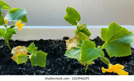 Cucumber Seedling Crop Failure, Yellow Dry Leaves And Small Plant Size