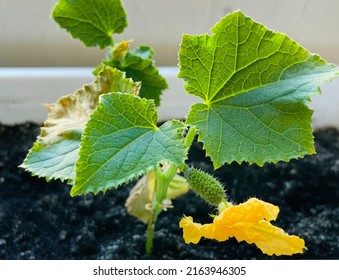 Cucumber Seedling Crop Failure, Yellow Dry Leaves And Small Plant Size