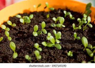 Cucumber Seedling Sprouts In The Container Ready For Plant. Young Green Plants Sprouts In The Balcony Vegetable Garden.Seedlings,greenhouse, Farm. Growing Vegetables. Farming Concept.