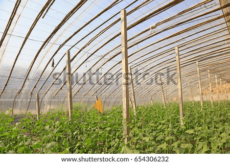 Similar – Tomaten Gewächshaus