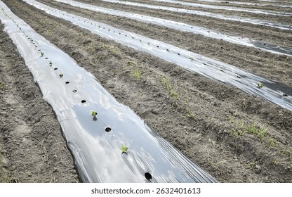 Cucumber seedlings patch covered with plastic film.