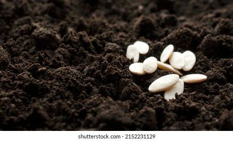 Cucumber seeds close-up on dark soil, background, copy space. Processed cucumber seeds on a background of fresh dark soil. The concept of aosowing and caring for vegetable plants in agriculture. - Shutterstock ID 2152231129
