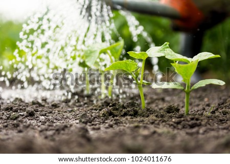 Cucumber sprouts in the field and farmer  is watering it;   seedlings in the farmer's garden , agriculture, plant and life concept (soft focus, narrow depth of field)