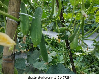 Cucumber that still hangs on plants