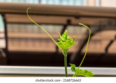 Cucumber That Stretches Thin Vines